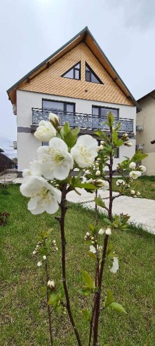 Casuta Noastra - Sulina Hotel Exterior photo